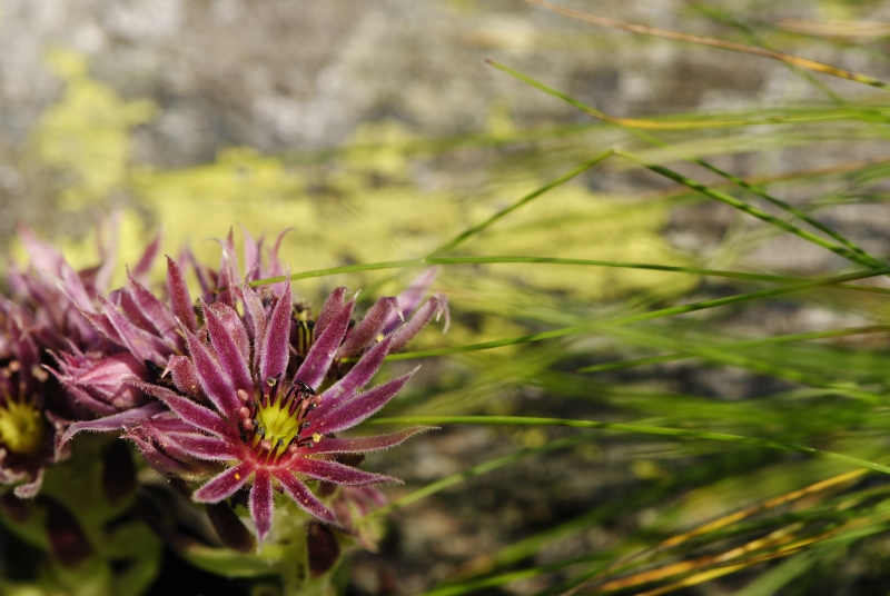 montanum ssp. carpathicum from Žiarské sedlo