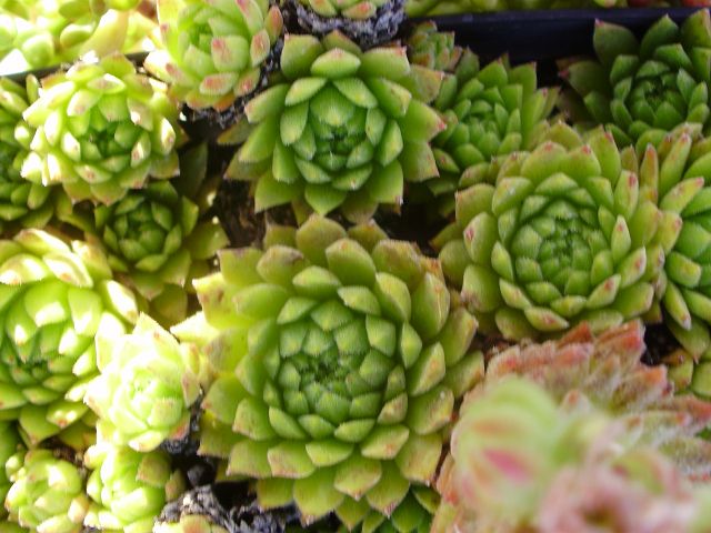montanum ssp. carpathicum