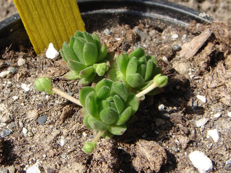 montanum ssp. carpathicum
