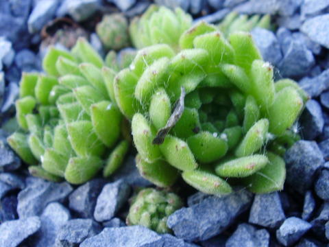 montanum ssp. carpathicum