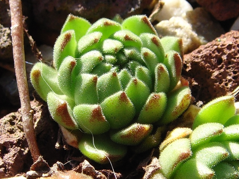 montanum ssp. carpathicum