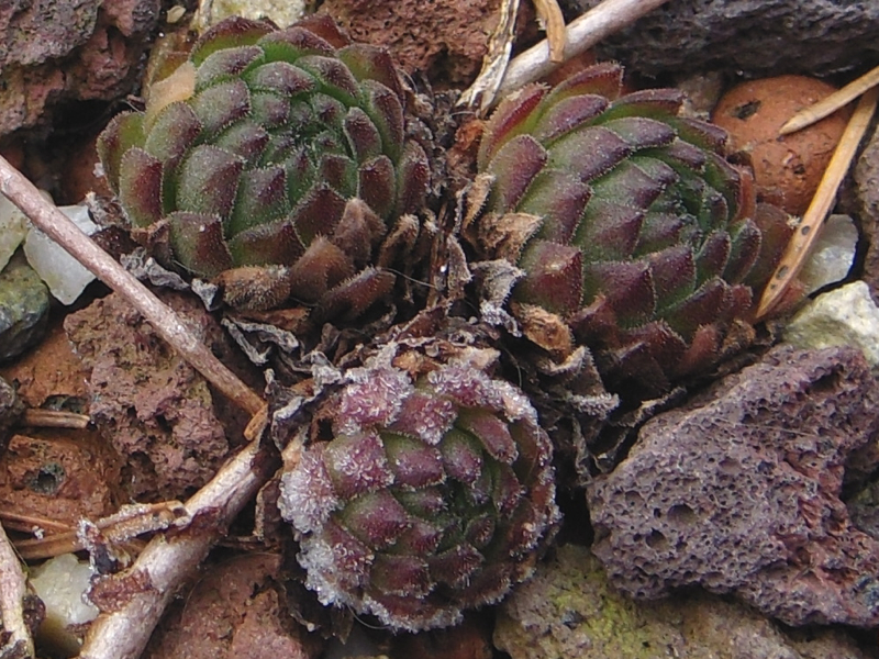 montanum ssp. carpathicum