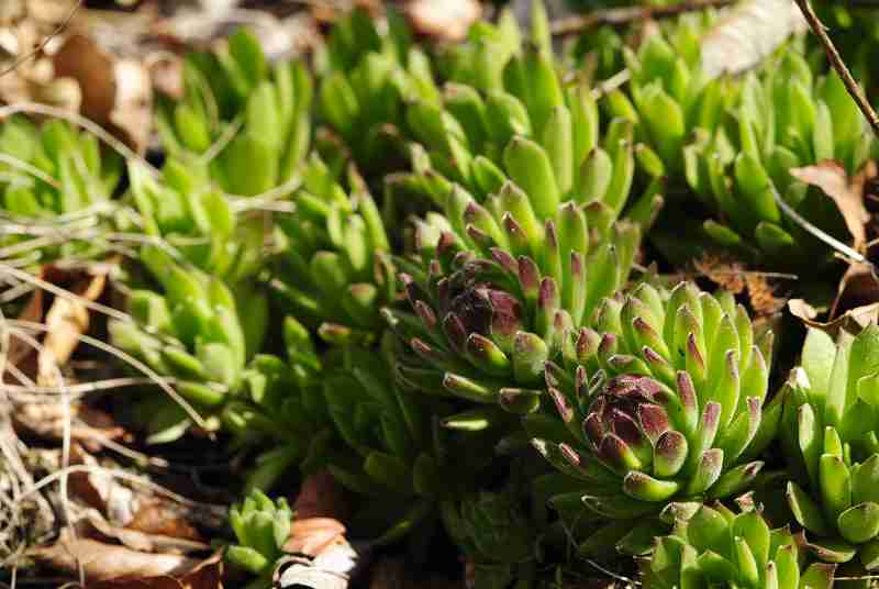 montanum ssp. heterophyllum from Buchlov