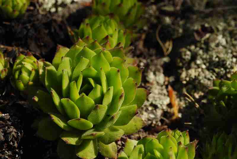 montanum ssp. heterophyllum from Buchlov