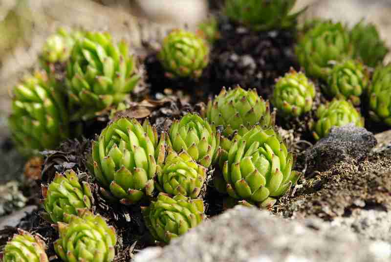 montanum ssp. heterophyllum from Buchlov