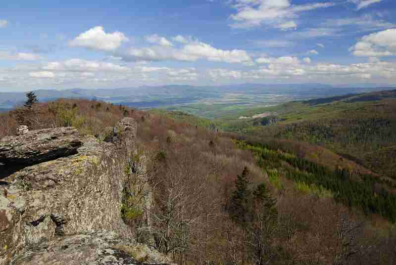 montanum ssp. heterophyllum from Buchlov
