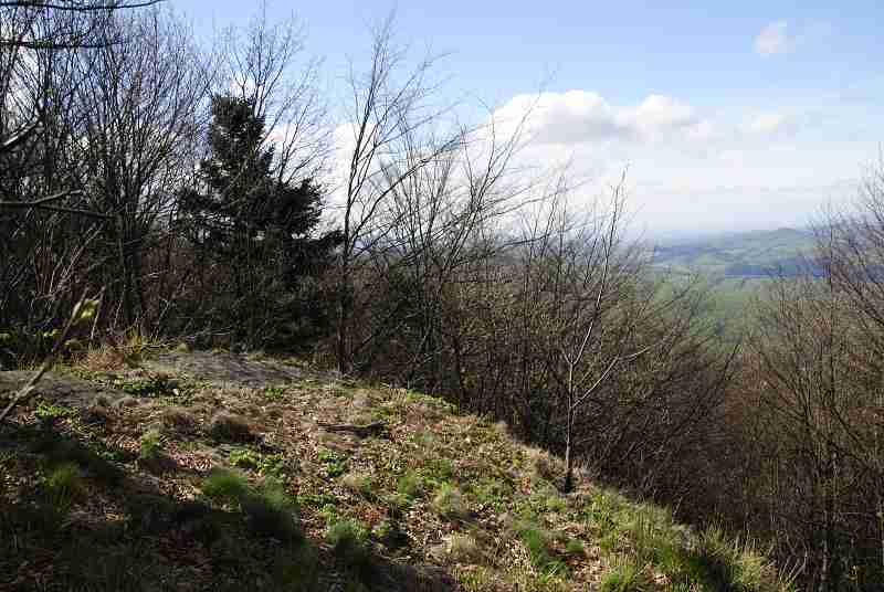 montanum ssp. heterophyllum from Buchlov