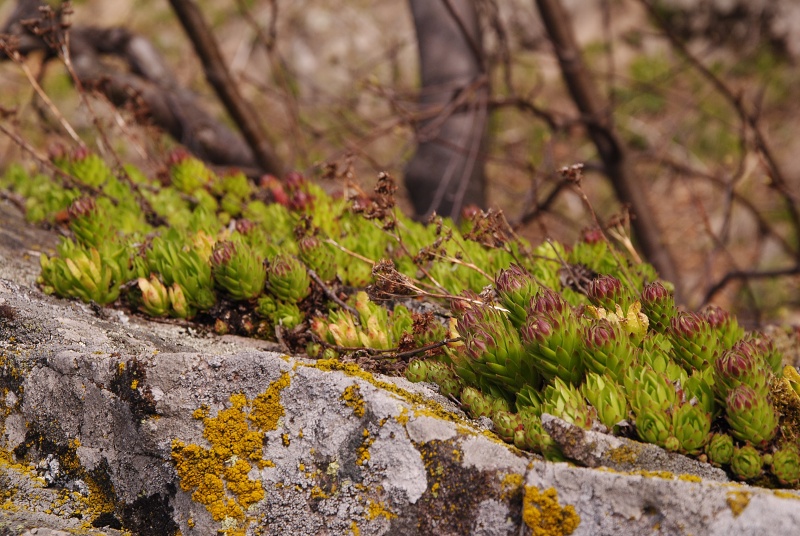 montanum ssp. heterophyllum from Jaseňová skala