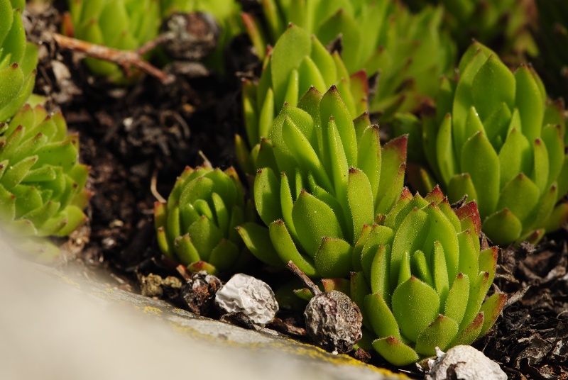 montanum ssp. heterophyllum from Jaseňová skala