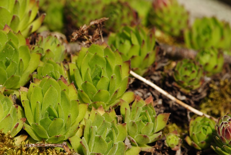 montanum ssp. heterophyllum from Jaseňová skala