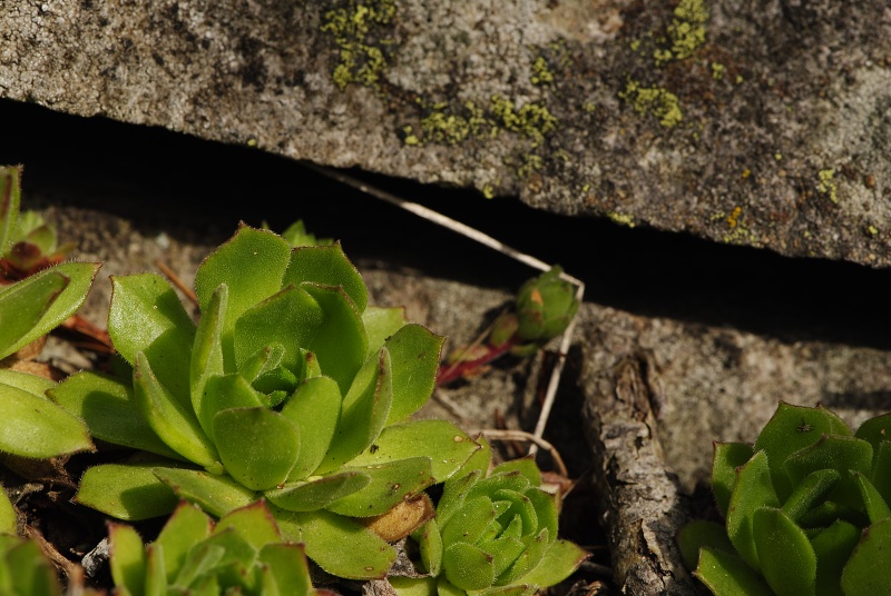 montanum ssp. heterophyllum from Jaseňová skala