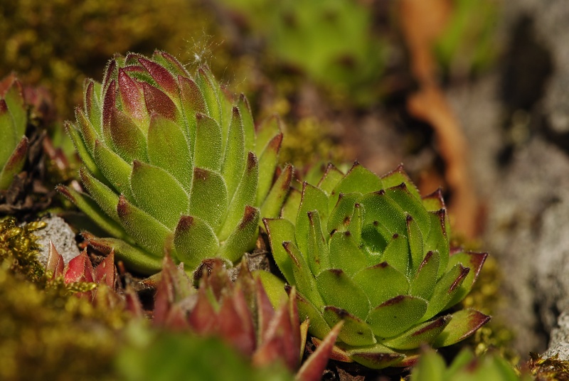 montanum ssp. heterophyllum from Jaseňová skala