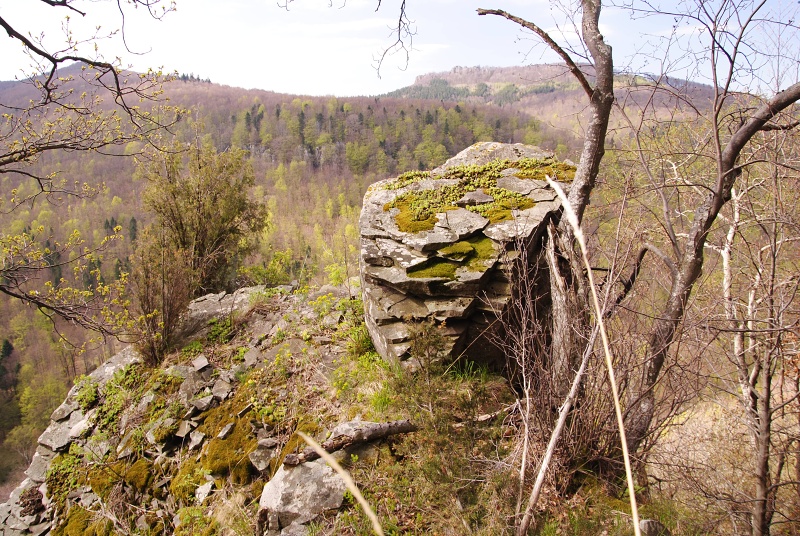 montanum ssp. heterophyllum from Jaseňová skala