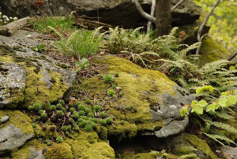 montanum ssp. heterophyllum from Makovište