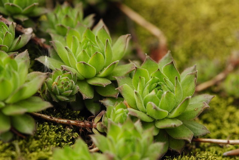montanum ssp. heterophyllum from Makovište