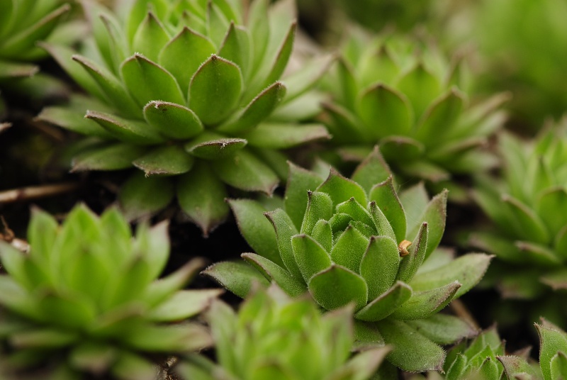 montanum ssp. heterophyllum from Makovište