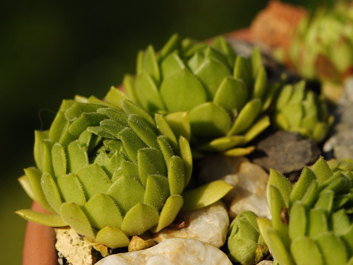 montanum ssp. heterophyllum from Makovište