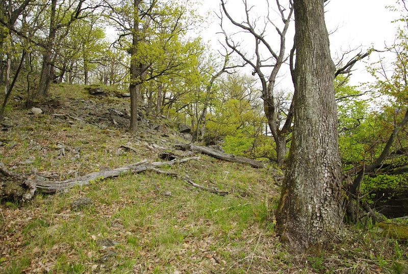 montanum ssp. heterophyllum from Makovište