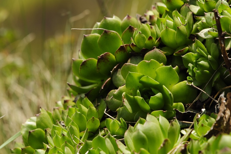 montanum ssp. heterophyllum from Malý Grič
