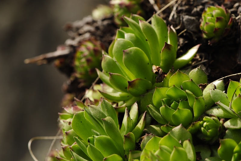 montanum ssp. heterophyllum from Malý Grič