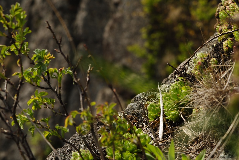 montanum ssp. heterophyllum from Malý Grič
