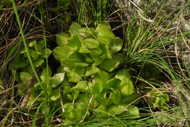 montanum ssp. heterophyllum from Malý Grič