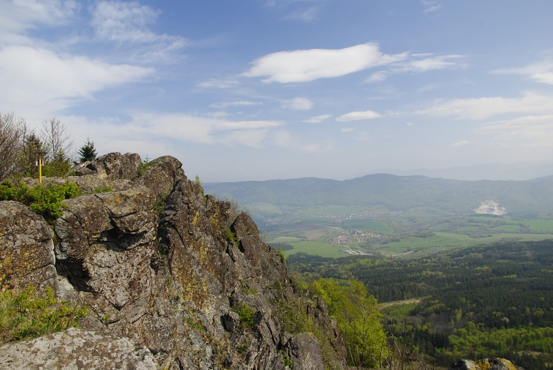 montanum ssp. heterophyllum from Malý Grič