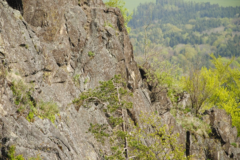 montanum ssp. heterophyllum from Malý Grič