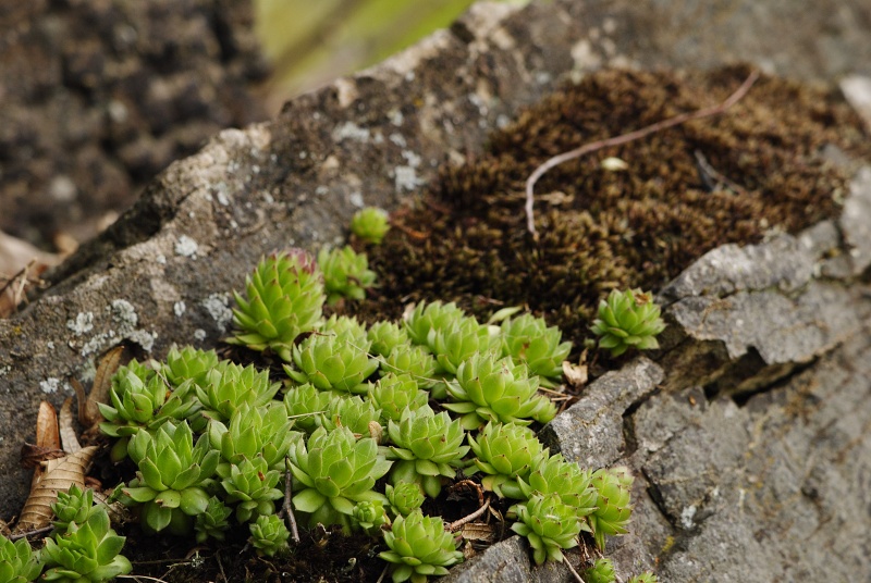 montanum ssp. heterophyllum from Sivý kameň, Felsen