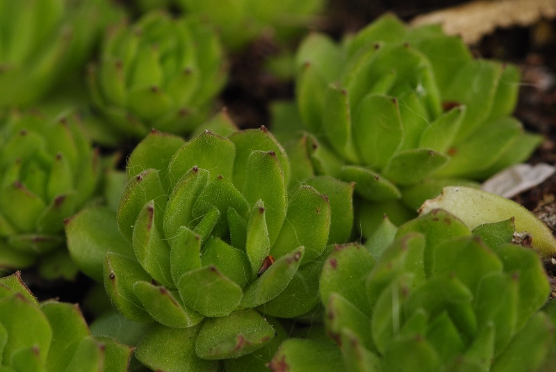 montanum ssp. heterophyllum from Sivý kameň, Felsen