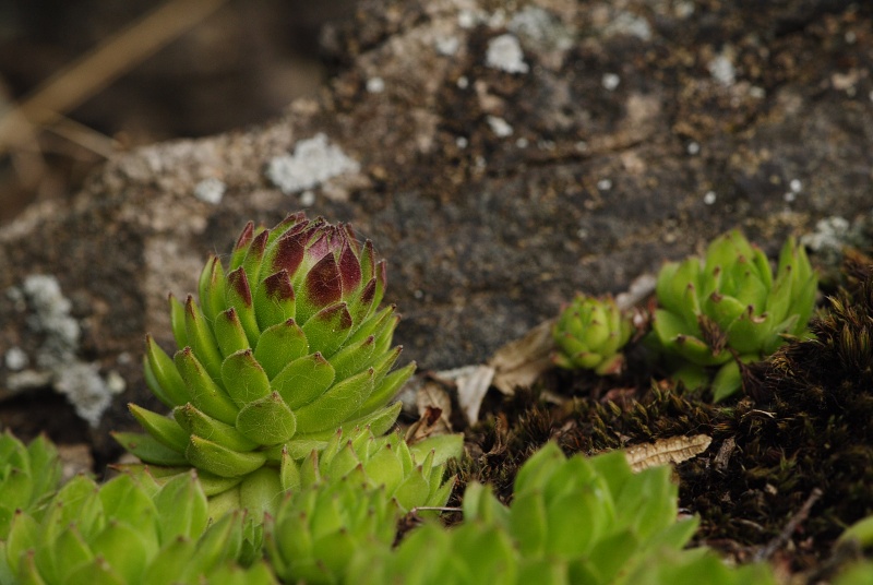 montanum ssp. heterophyllum from Sivý kameň, Felsen