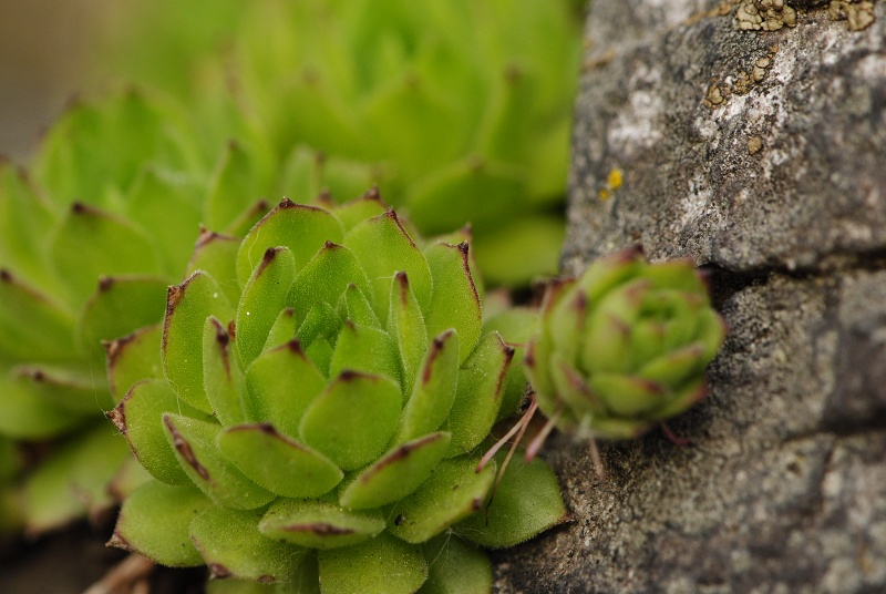 montanum ssp. heterophyllum from Sivý kameň, Felsen