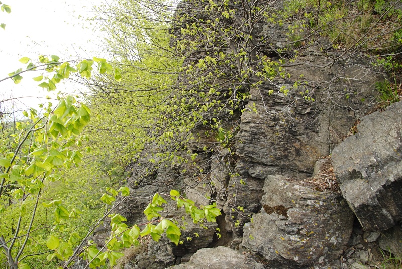 montanum ssp. heterophyllum from Sivý kameň, Felsen