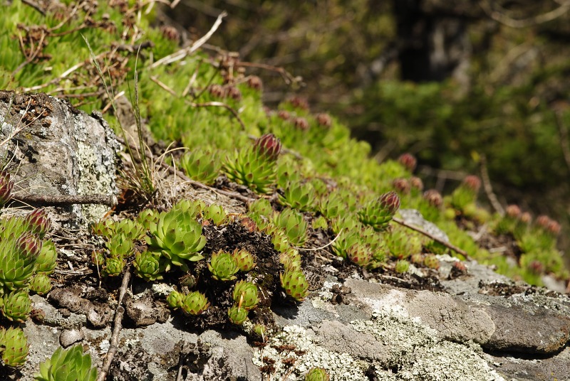 montanum ssp. heterophyllum from Sladná skala
