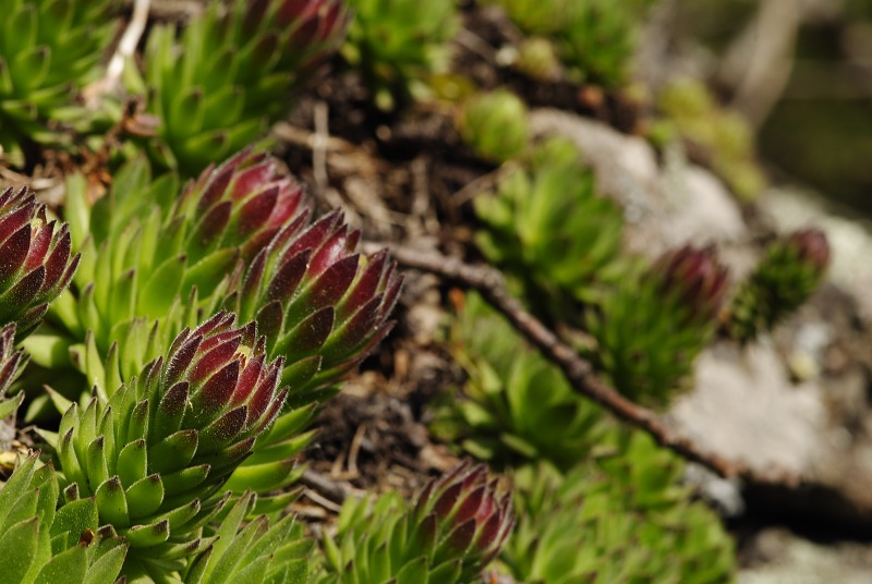 montanum ssp. heterophyllum from Sladná skala