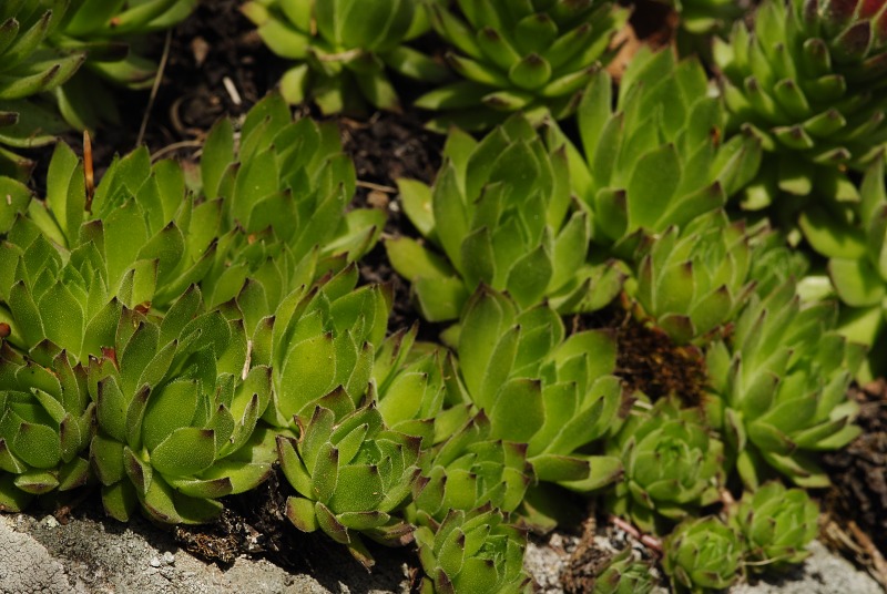 montanum ssp. heterophyllum from Sladná skala
