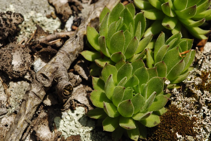montanum ssp. heterophyllum from Sladná skala