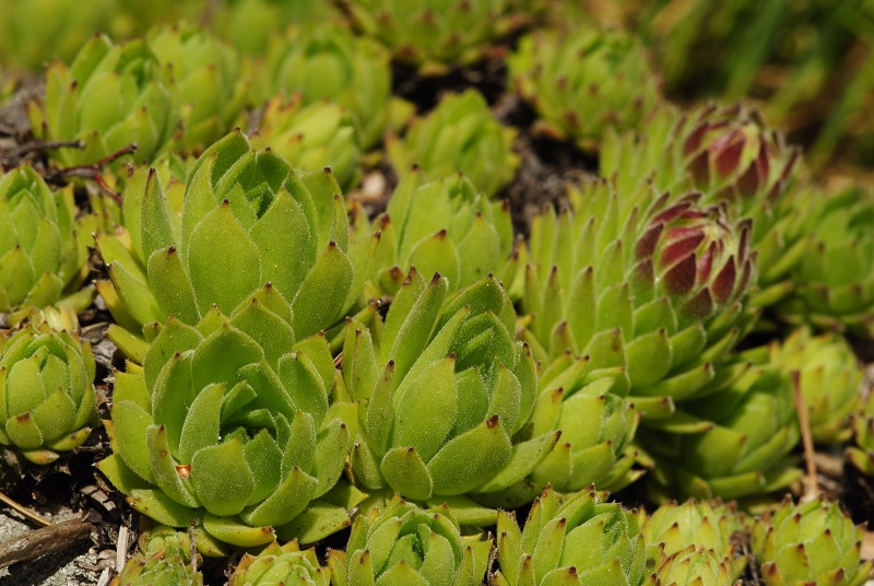 montanum ssp. heterophyllum from Sladná skala