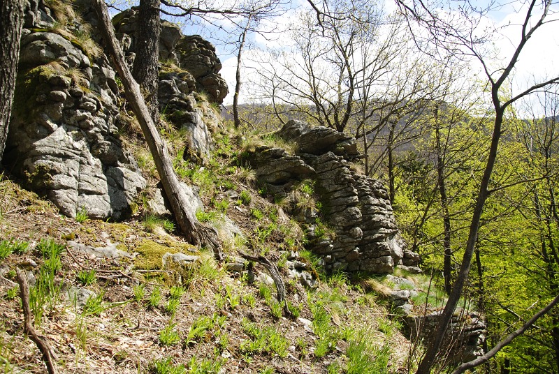 montanum ssp. heterophyllum from Sladná skala