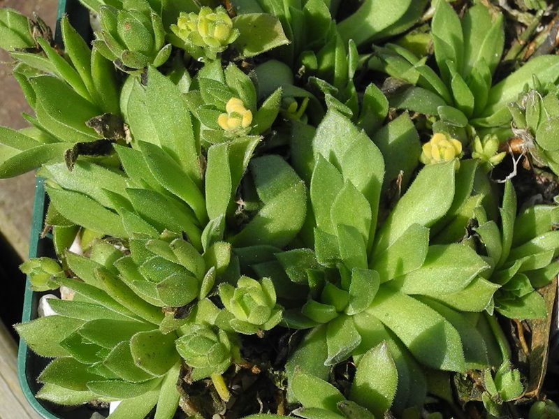 montanum ssp. heterophyllum from Stará Kremnička