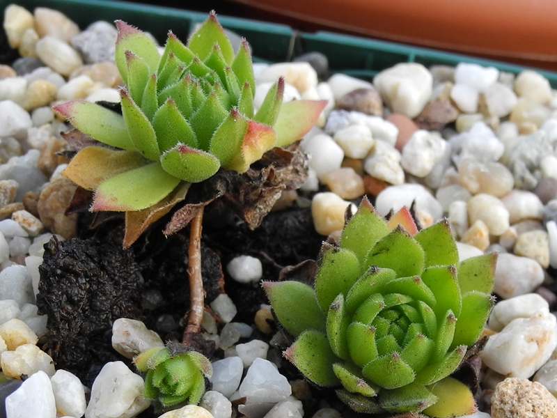 montanum ssp. heterophyllum from Stará Kremnička