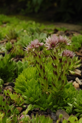 montanum ssp. heterophyllum from Stará Kremnička