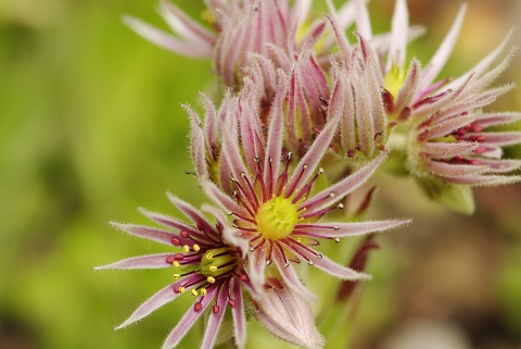 montanum ssp. heterophyllum from Stará Kremnička