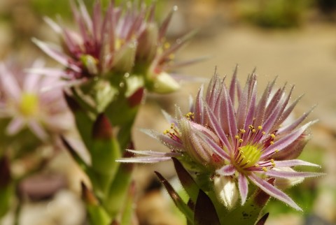 montanum ssp. heterophyllum from Stará Kremnička