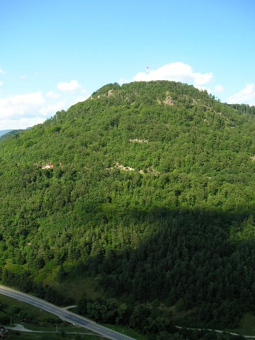 montanum ssp. heterophyllum from Stará Kremnička