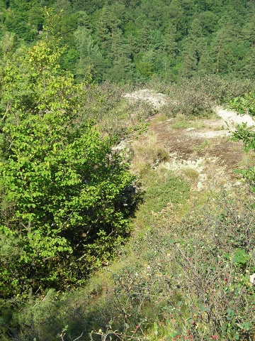 montanum ssp. heterophyllum from Stará Kremnička