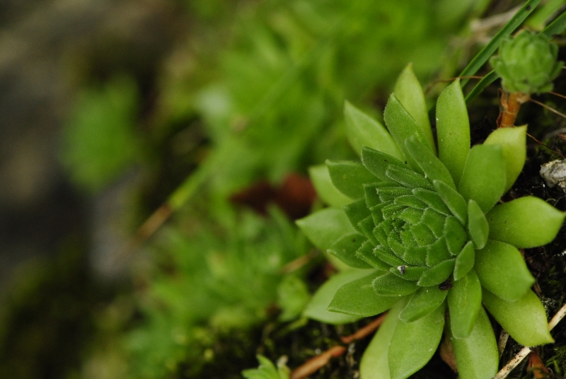 montanum ssp. heterophyllum from Starý hrad