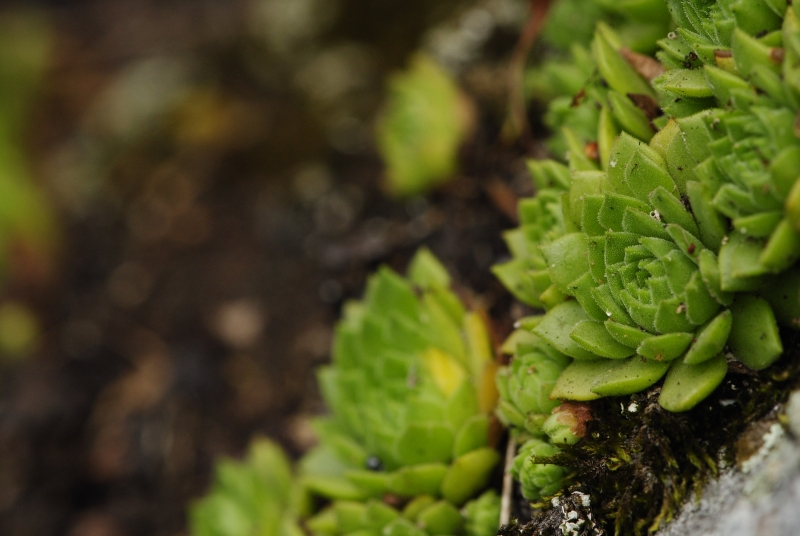 montanum ssp. heterophyllum from Starý hrad