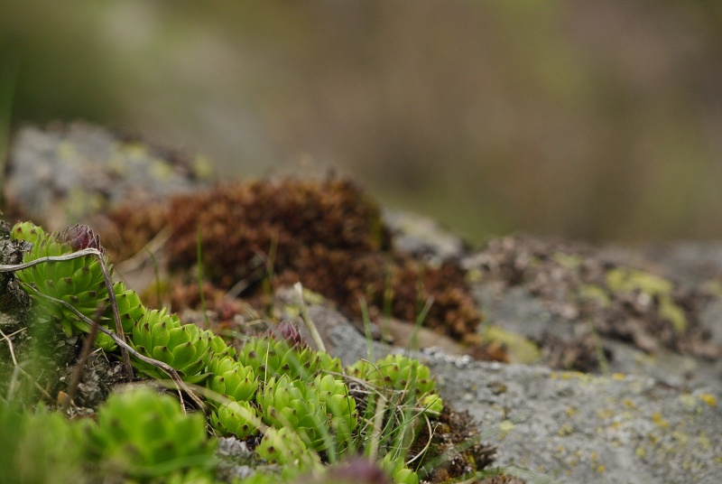 montanum ssp. heterophyllum from Veľký Grič