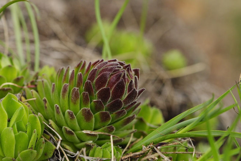 montanum ssp. heterophyllum from Veľký Grič